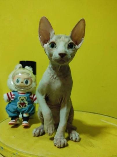 แมวสฟิงซ์ (Sphynx) 4