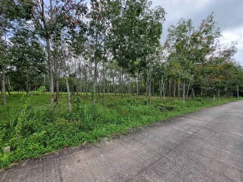 ขายที่ดิน โฉนด บ้านไม้หลา ร่อนพิบูลย์ นครศรีธรรมราช (ใกล้ถนนเส้นทุ่งสง-นครศรีฯ)