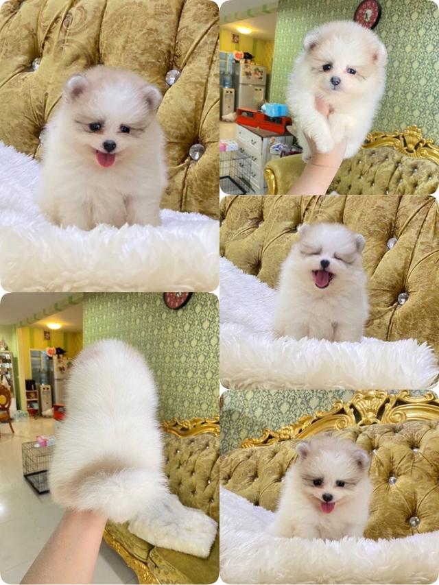จำหน่ายลูกปอมเมอเรเนียนแท้ ส่งฟรี มีประกันสุขภาพ
