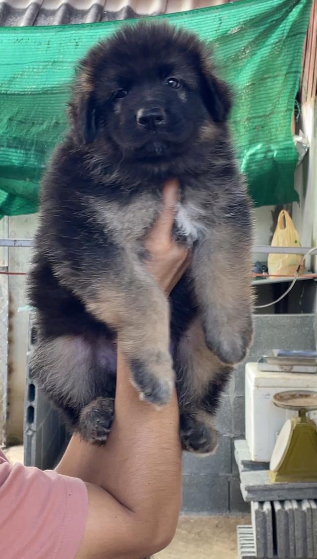 ลูกสุนัขเยอรมันเชพเพิด 2