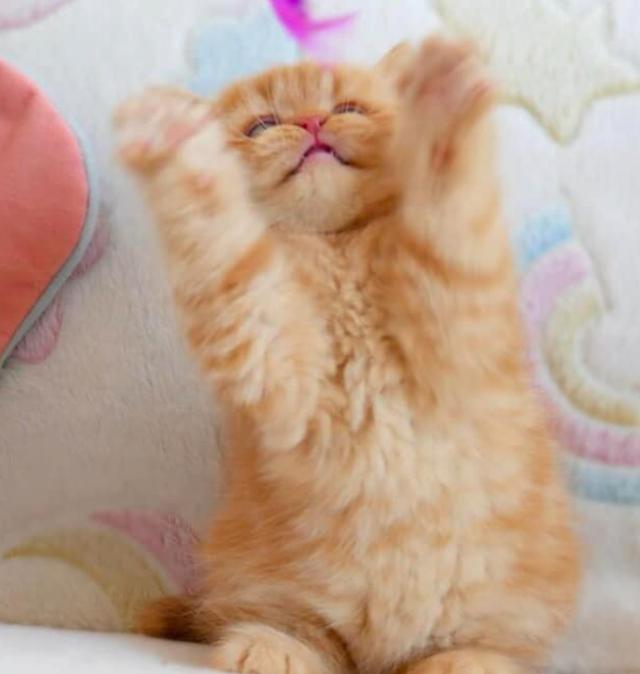 แมวมันช์กิ้น ขนสีส้มตาสวย 2