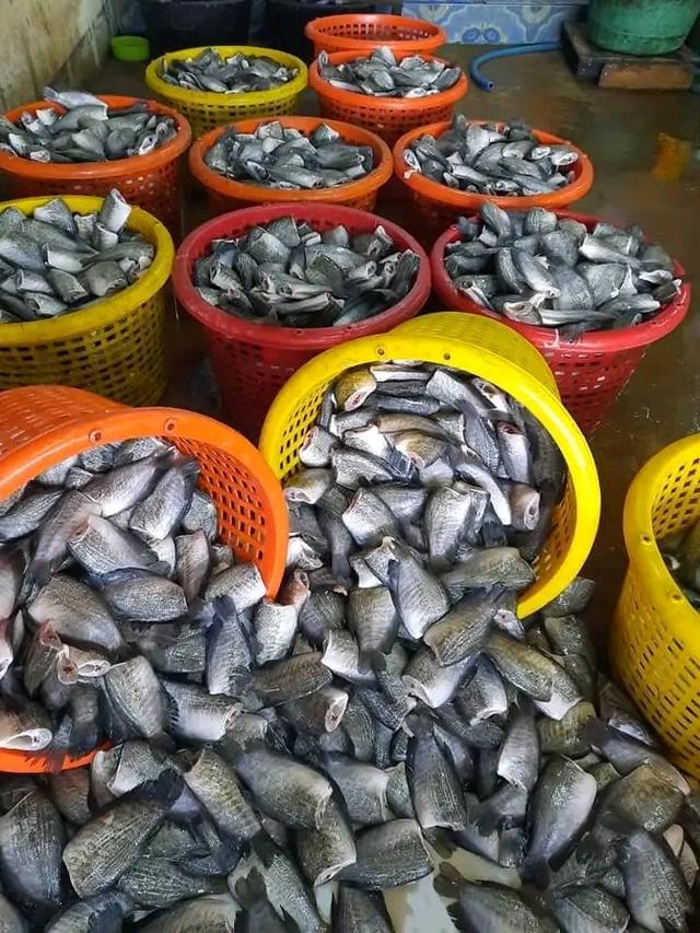 ปลาสดๆปลาสลิดจากแพ