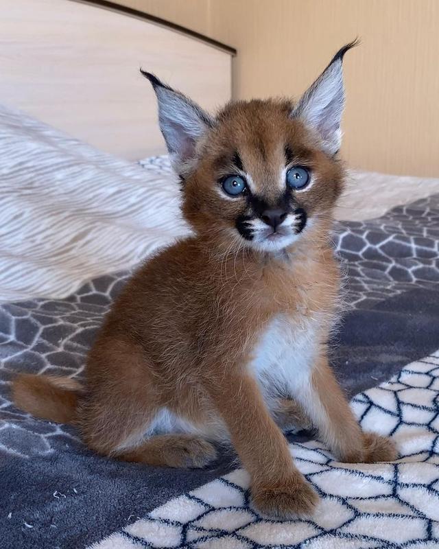 Caracal Kittens WhatsApp me : ( +63 985 762 7466 )