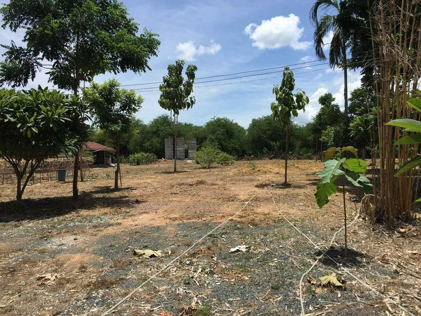 ขายที่ดินเพชรบุรณ์ใกล้ถนนเส้นหลัก 13