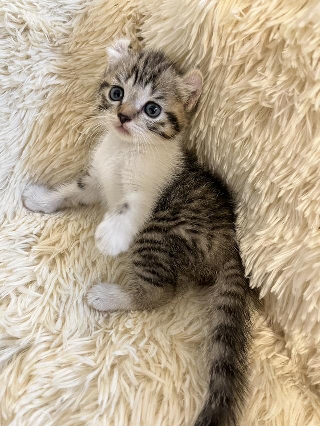 แมวหูบิน อเมริกันเคริล รูปที่ 18