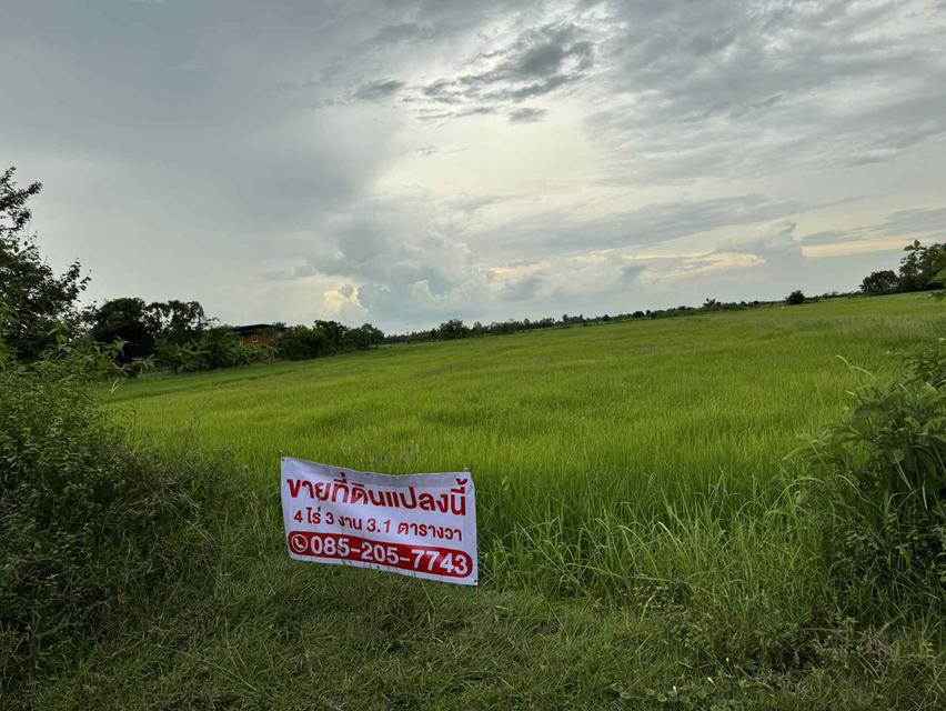 📍ขายที่นา 4ไร่ 3งาน 3.1ตารางวา หน้ากว้าง 40 เมตร น้ำไม่เคยท่วม มีไฟฟ้า น้ำปะปา ติดถนน 11