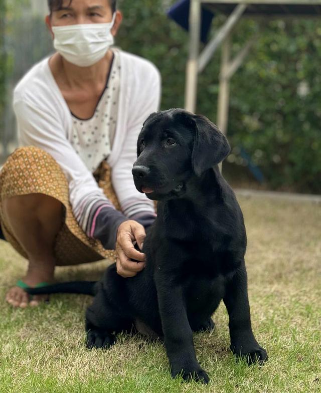 ลูกหมาลาบราดอร์ 90 วัน