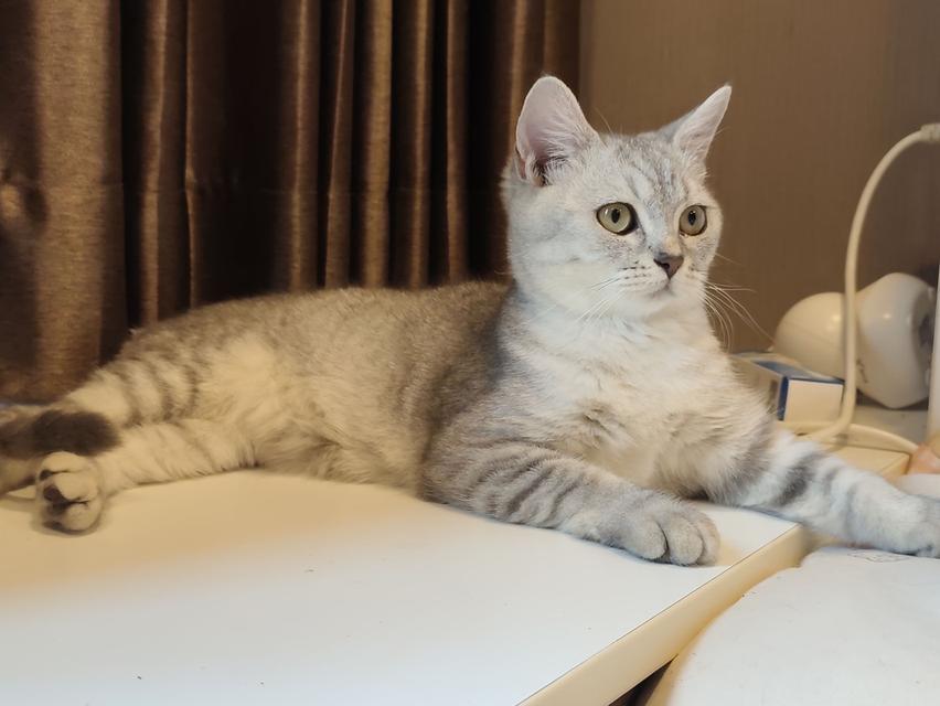 หาบ้าน แมวสก็อตติชโฟล์ด ผญ รูปที่ 12