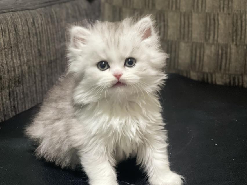 น้องหน้าขาว(เพศผู้)ลูกผสม 7