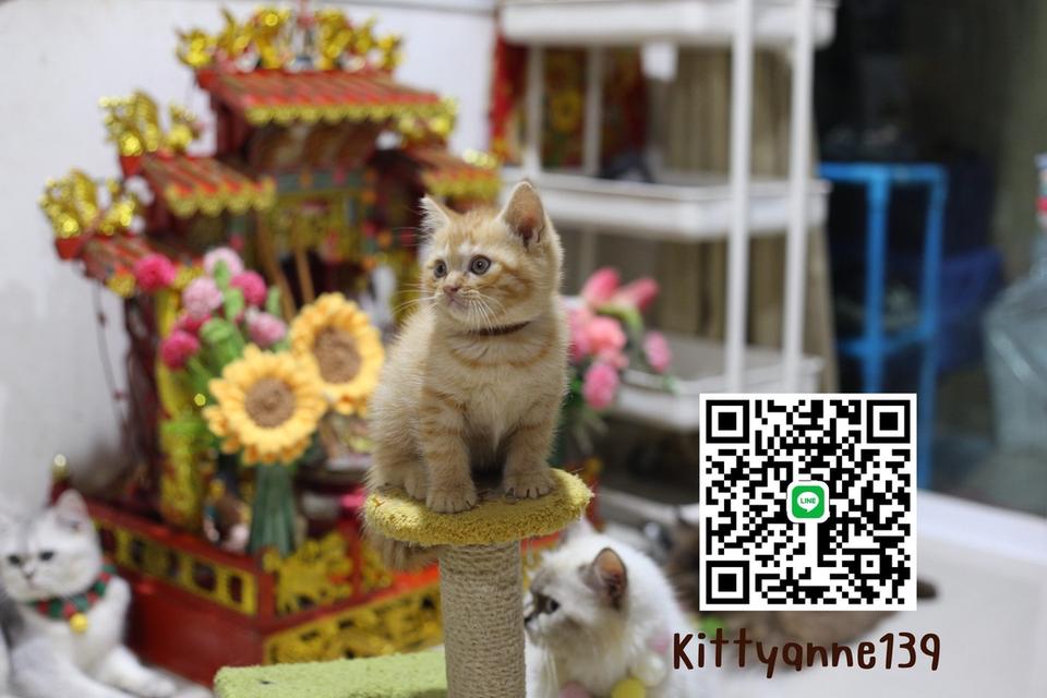 ลูกแมวบริติชช็อตแฮร์ผสมสก็อตติชช็อตแฮร์ 9