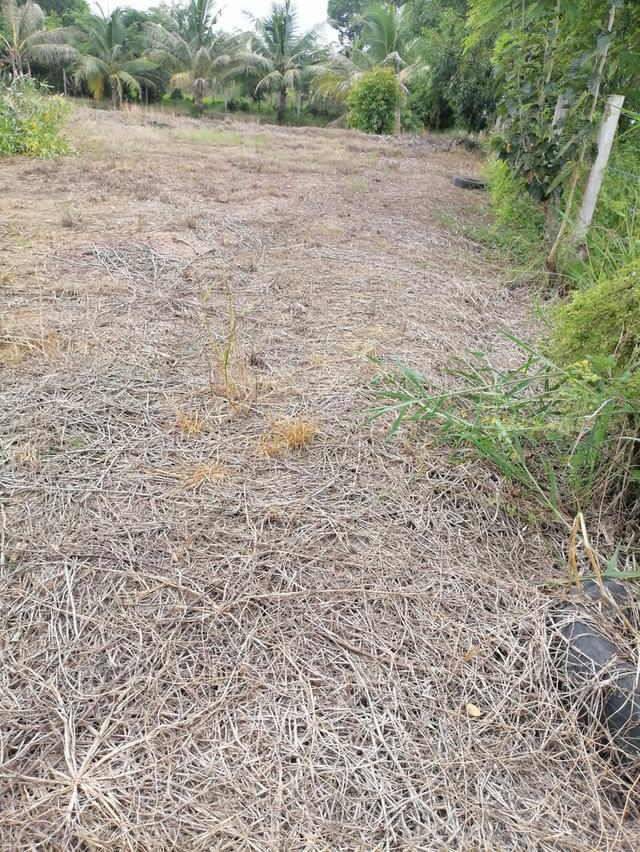 ที่ดิน250​ตรว.​ บรรยากาศ​ดี​ ใกล้​ กทม. 2