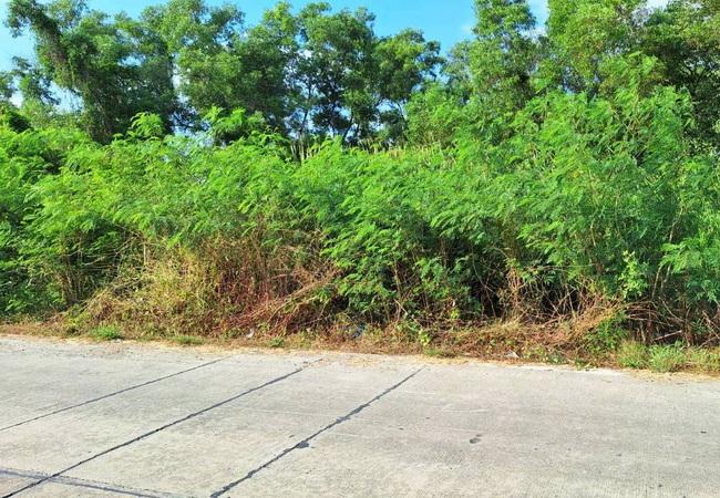 ขายที่ดิน 1 ไร่ คลอง 4 ซอยคลองสี่ตะวันออก 18 อำเภอคลองหลวง ปทุมธานี 3