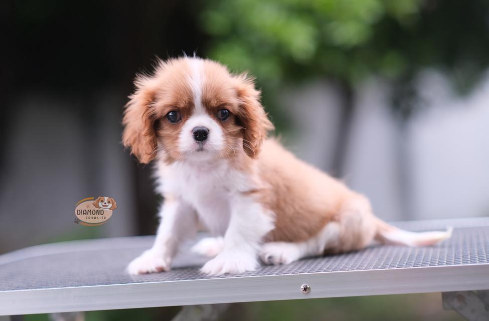 ลูกคาวาเลียร์ เพศผู้ ลูกพ่อไทยแชมป์