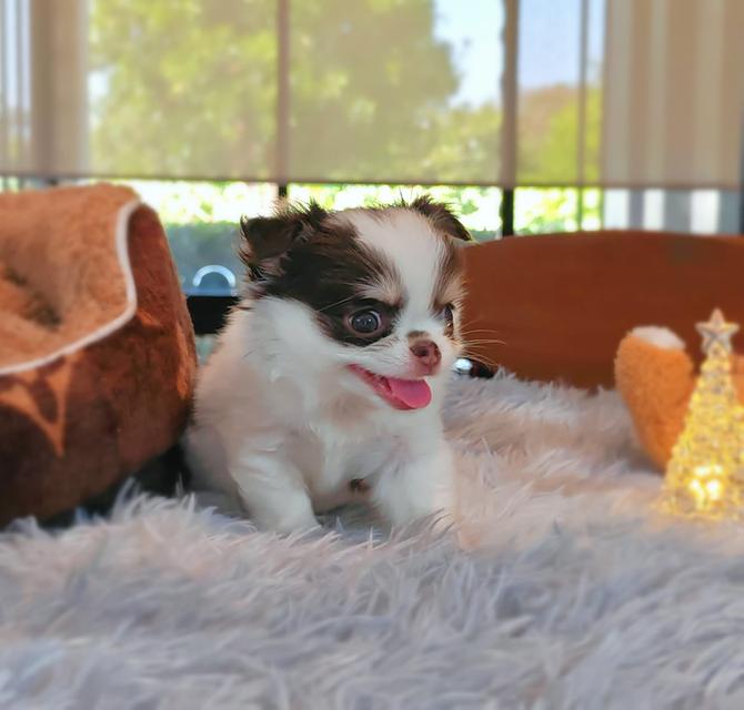 ลูกชิวาวาพันธุ์แท้ ขนยาว พ่อแม่จากสายพันธุ์เพ็ดดีกรี รูปที่ 8