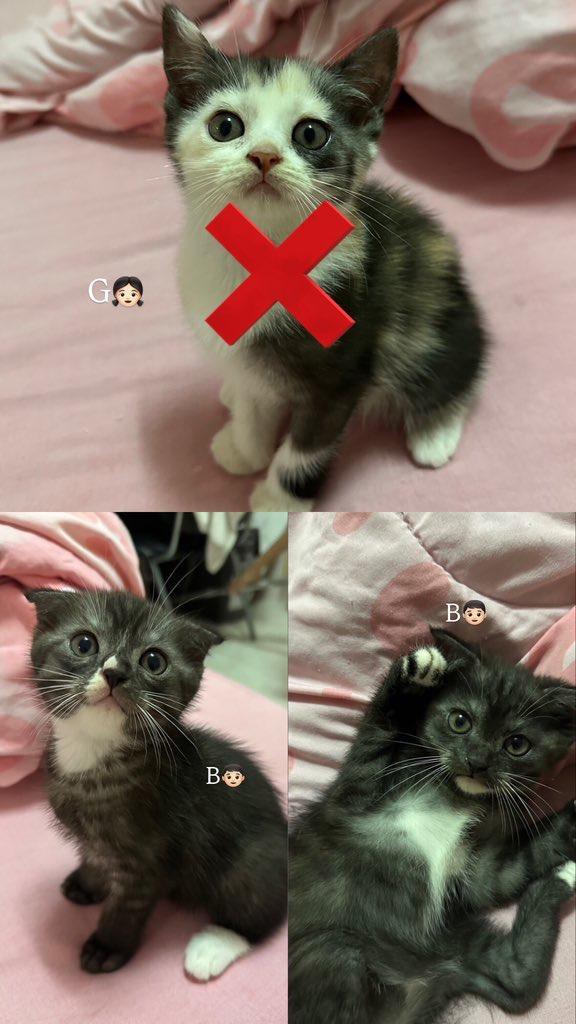 ลูกแมว