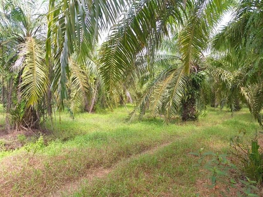 ที่ดิน สวนปาล์มน้ำมัน ต.บางน้ำจืด อ.หลังสวน จ.ชุมพร โฉนด พร้อมโอน 17