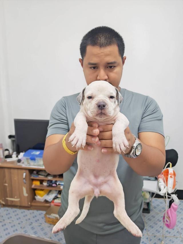 American bully3,500-5,500฿ อเมริกันบูลลี่สายพันธุ์แท้ราคาไม่แรง🏡p'tigerขอนแก่น 3,500-5,500฿ 7