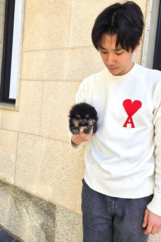 ปอมเมอเรเนียน Black & Tan หน้าหมี ขนาดเล็กมาก เพศผู้ นำเข้าจากเกาหลี รูปย่อยที่ 2