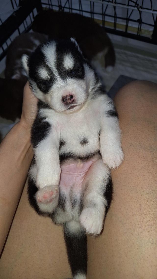 ไซบีเรียน 11