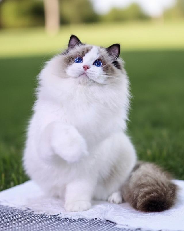 แมว Ragdoll รับนำเข้าจากต่างประเทศโดยเฉพาะมีประกันโรค