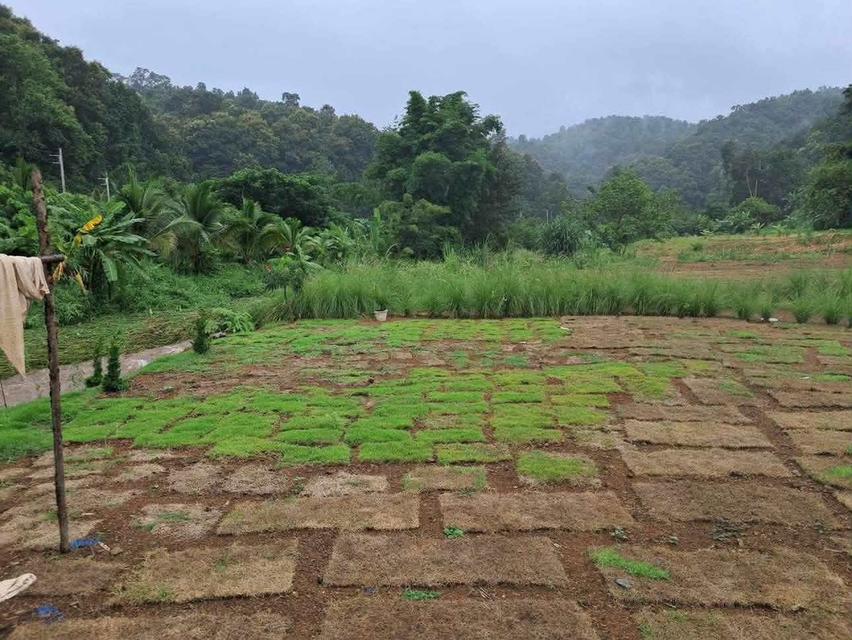 ขายที่ดินติดลำธาร วิวดอยล้อมรอบ อ.แม่ออน จังหวัดเชียงใหม่ 3