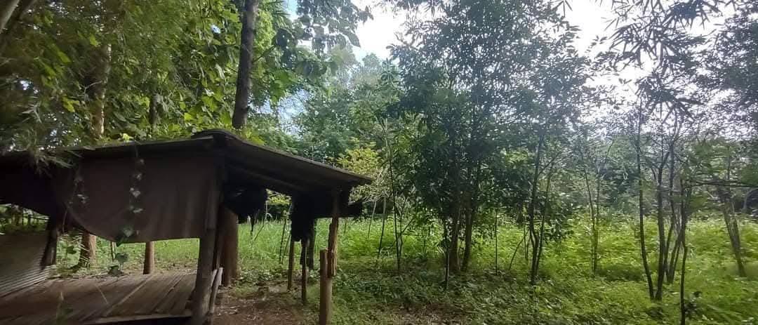 ที่โฉนด ขนาด110มีตรว ราคา280,000ห่าง7-11เพียง1โล  ไฟฟ้าถึงหน้ากว้างติดถนนคอนกรีต17เมตร ด้านในมีต้นไผ่ ขนุน,น้อยหน่า,มะม่วง,กล้วย ต้นสัก,ตะไคร้ 19