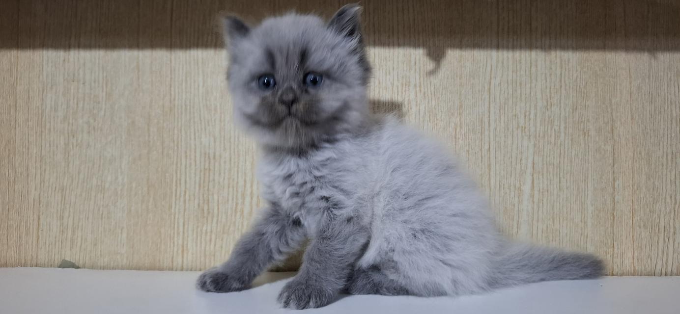 ลูกแมวสายพันธุ์บริติช