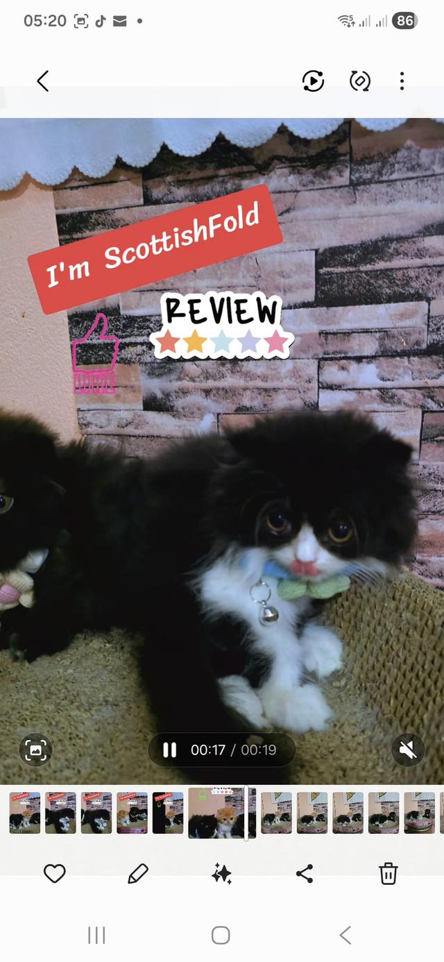 เปิดจองลูกแมวสก็อตติชโฟลด์