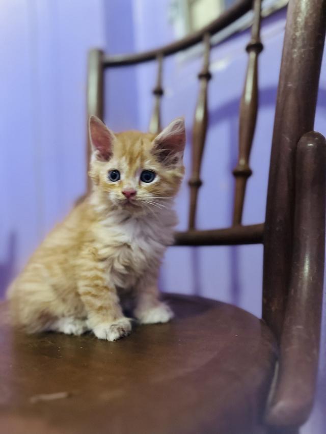 ลูกแมวเมนคูน 2