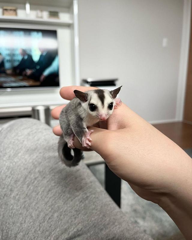 Sugar Gliders Male and Female for Sale