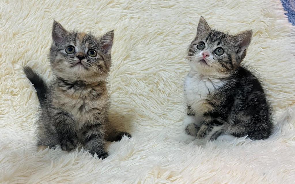 แมวสก๊อตติช   🥰😁😁❌❌❌❌ 13