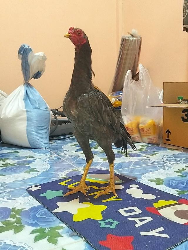 ไก่เชิงก๋อยทุบหลังไก่ 3 เดือน 6