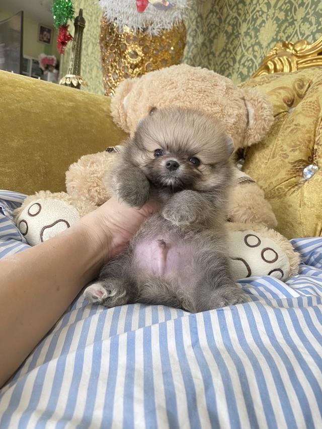 ปอมเมอเรเนียนแท้ มีบริการจัดส่งถึงบ้าน