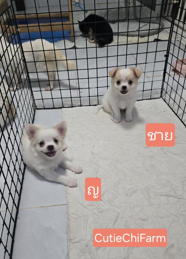 ชิวาวาขนยาวสีขาว น่ารัก น่าฟัด