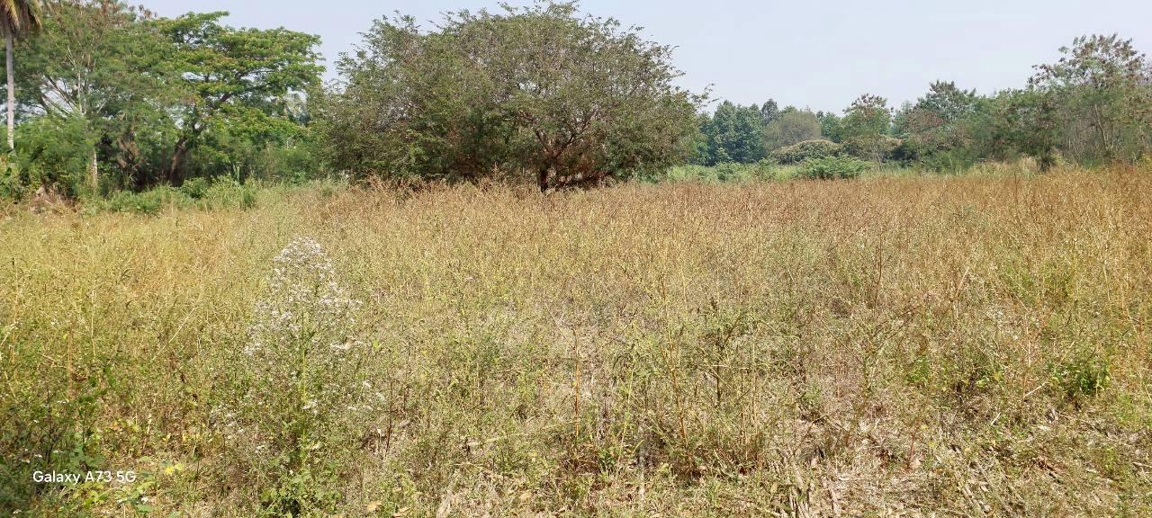 ขายที่ดินเปล่าในจ.ลำพูน ด้านหน้าติดถนนใหญ่ ติดแม่น้ำ พื้นที่สวย ทำเลดี อยู่ในเขตชุมชน ปลอดภัย ห่างจากสถานที่ราชการไม่เกิน 700 เมตร 4