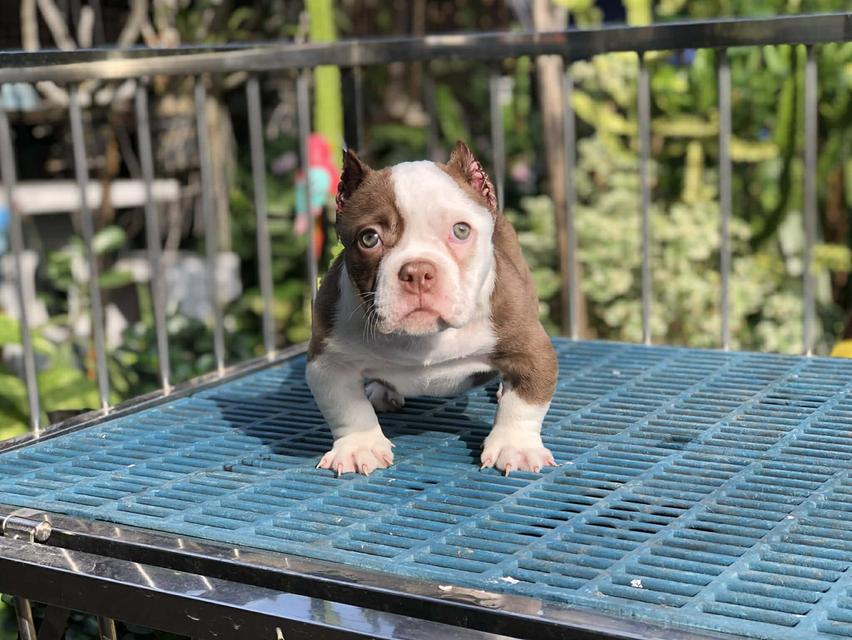 บูลลี่เพศเมียอายุ2เดือน รูปที่ 2