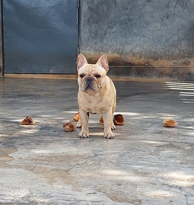 French Bulldog พ่อพันธ์หนุ่ม