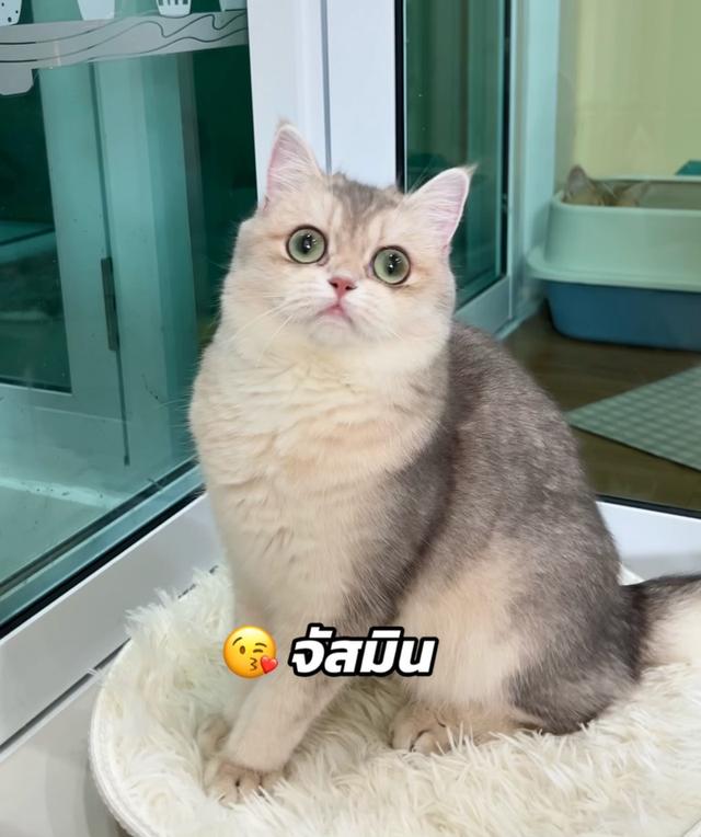 ดญ.บริติช(AY)พร้อมย้าย