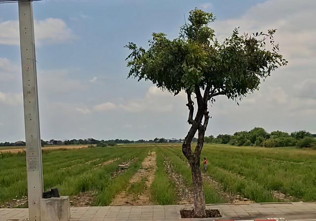 ขายที่ดินติดถนนคลองเก้า 9 หนองจอก กทม ที่ดินสวยติดเหมาะสำหรับทำหมู่บ้านจัดสรรหรือพัฒนาธุรกิจด้านอื่นๆ 6