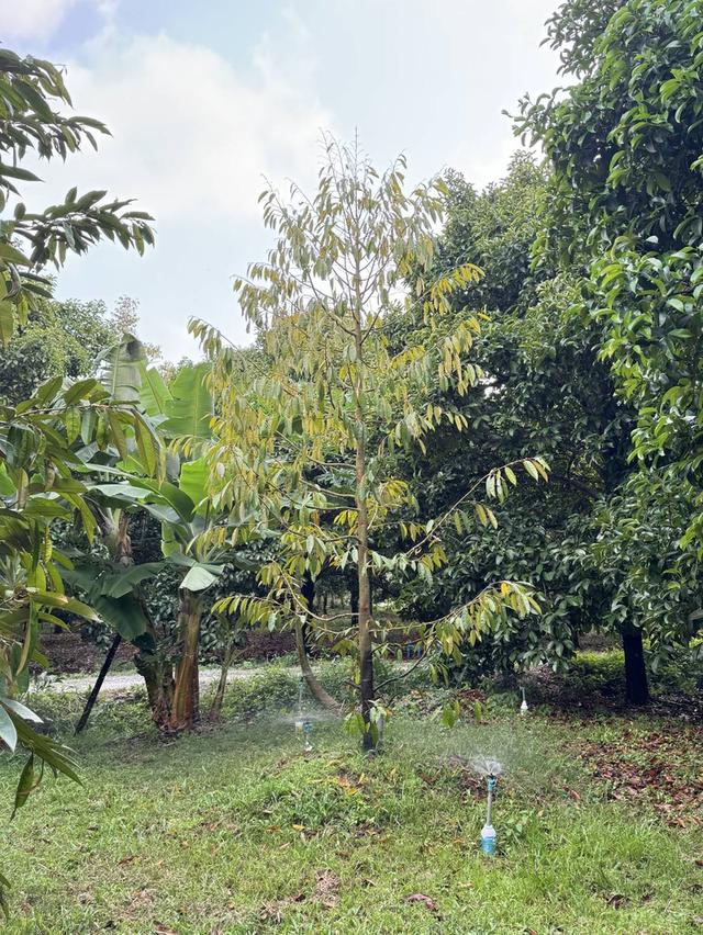 ที่สวนจันทบุรี  ที่ดิน 6