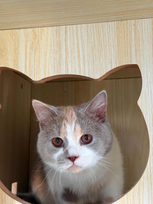 บริติชช็อตแฮร์ British Shorthair