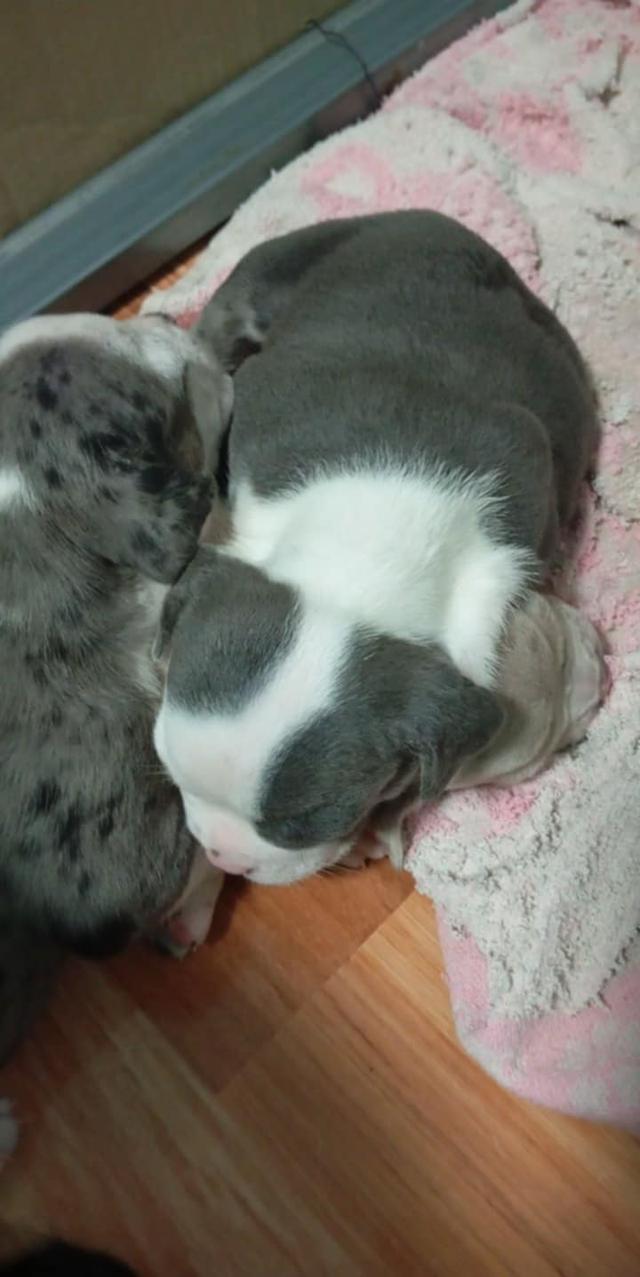 อเมริกันบูลลี่ เพศเมีย (สีเมอร์)