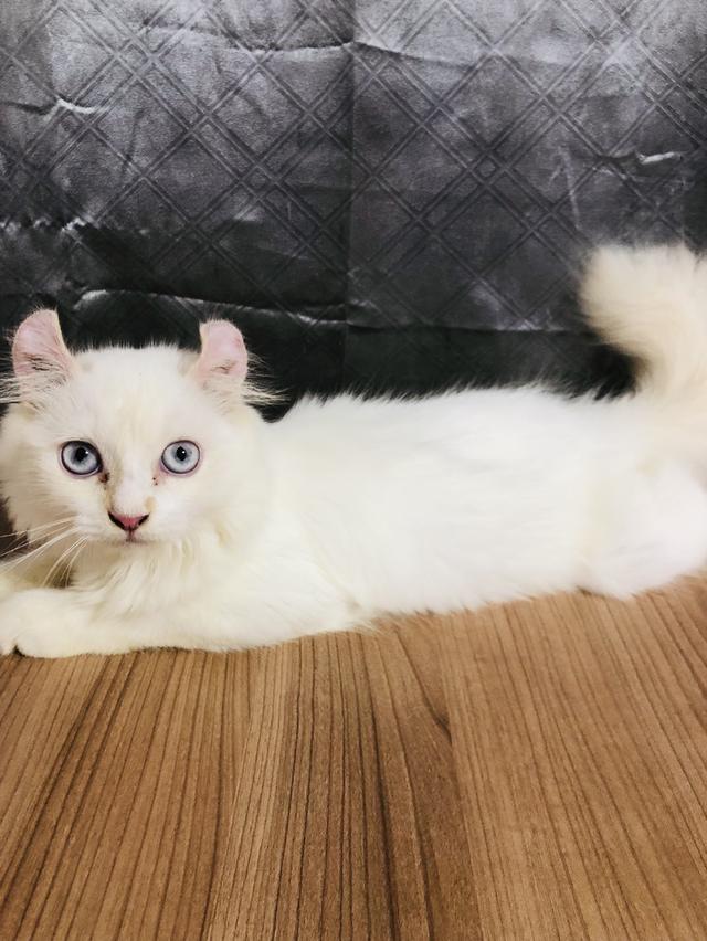 น้องแมวพันธุ์ อเมริกันเคิร์ลผสมหิมาลายัน เพศผู้ ( หูบิน ) ตาสีฟ้า ขอบตาสีเหลือง หางสีเหลือง