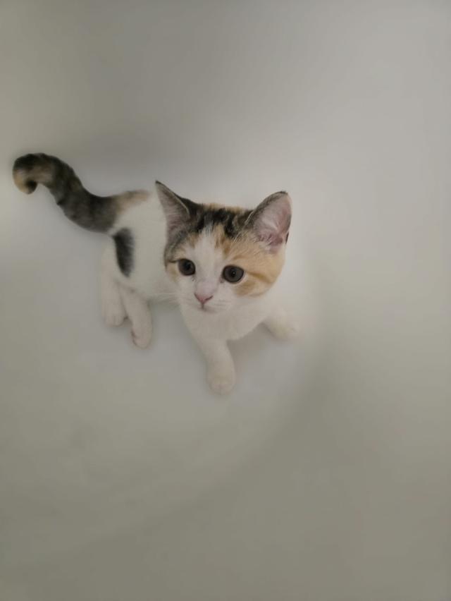 แมว สก็อตติชโฟลด์หูตั้ง Calico 3