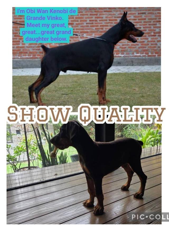ลูกหมา Doberman Pure Bred Champion Line เพศเมีย สีแดง มี 3 ตัว มี Pedigree/Certificate ตัดหางแล้ว รูปที่ 16