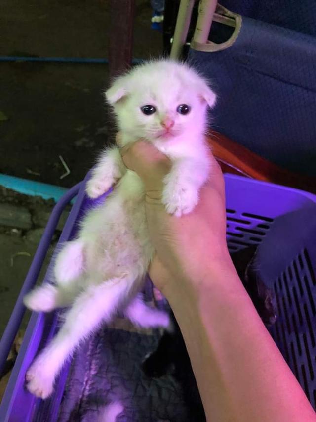 ลูกแมวสายพันธุ์ Scottish Fold