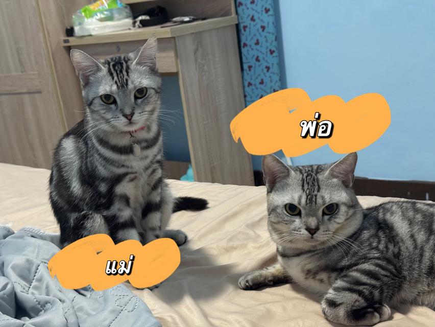 (ญ) อเมริกันช็อตแฮร์ แท้ 8