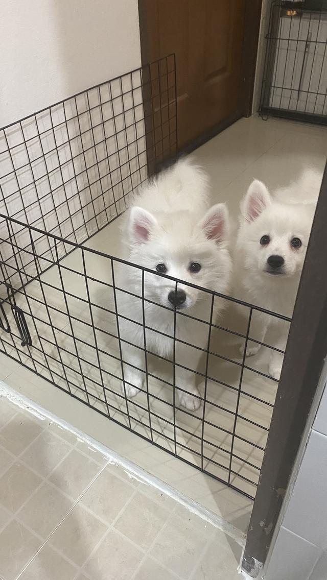 Japanese Spitz 