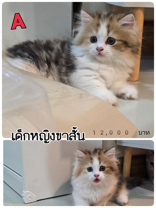 น้องแมวขาสั้น 3 สี ขนปุย