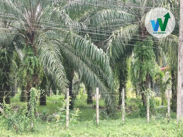 สวนปาล์มพร้อมทำต่อได้ทันทีในควนขนุน